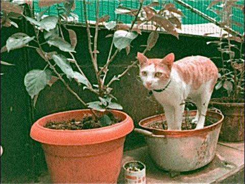 Baggy Boo - riding the storm