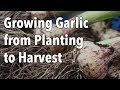Growing Garlic from Planting to Harvest