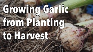 Growing Garlic from Planting to Harvest