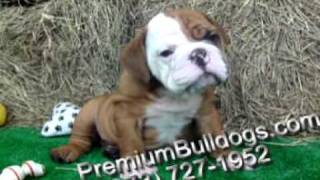 Apollo Pure Breed English Bulldog Puppy