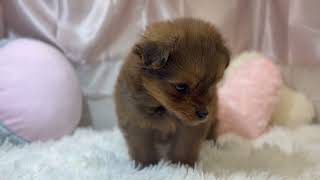 ハーフ犬の動画01