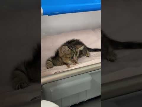 Conrad is fighting to survive 