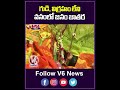 గుడి, విగ్రహం లేని వనంలో జనం జాతర | V6 News - Video
