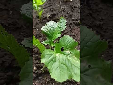 Cime di Rapa、茎キャベツ 植物