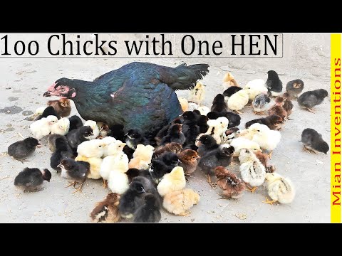 1OO CHICKS with One HEN - Aseel hen Harvested Eggs to 100 chicks