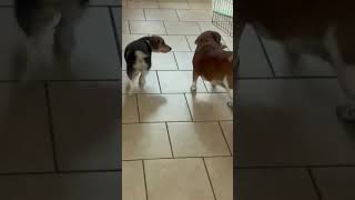 Video preview image #1 Beagle Puppy For Sale in Dunnellon, FL, USA