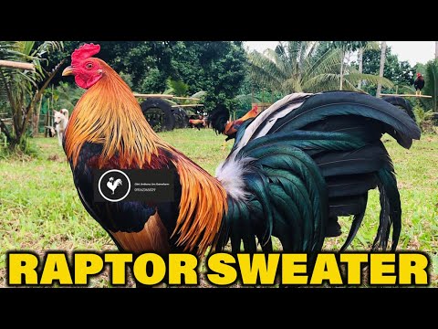 Larry Romero Raptor Sweater Kelso Clint Anthony Lim Farm | Beautiful Birds