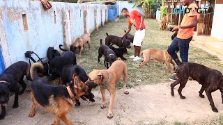 Dog breeder opens all the dogs in his kennel together