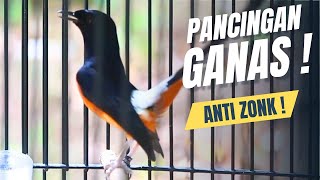 Download lagu MURAI BATU GACOR FULL ISIAN TEMBAKAN KASAR SANGAT AMPUH MENAIKKAN EMOSI MURAI BATU LAWAN mp3 Download lagu MURAI BATU GACOR FULL ISIAN TEMBAKAN KASAR SANGAT AMPUH MENAIKKAN EMOSI MURAI BATU LAWAN mp3