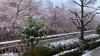 Vaa Vaa Penne - Short Cover