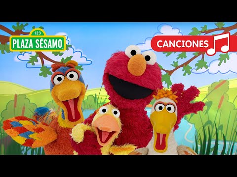 Plaza Sésamo: ¡Elmo y sus amigos patitos! | Canción