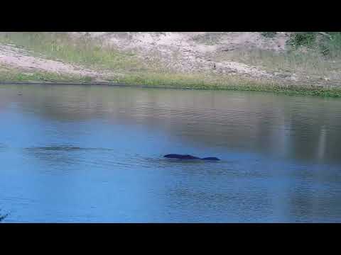 Djuma: Impalas, Hippo, Egyptian Geese and Waterbucks - 17:29 - 01/15/2023