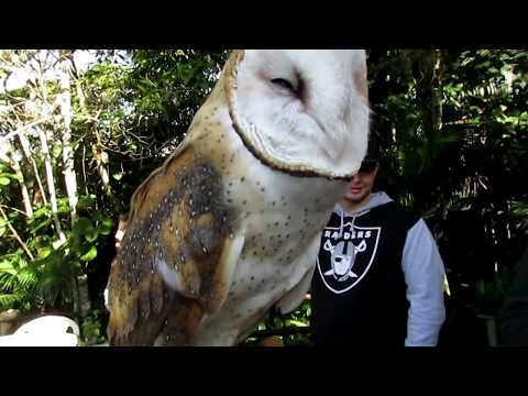 Plamienka americká — American Barn Owl