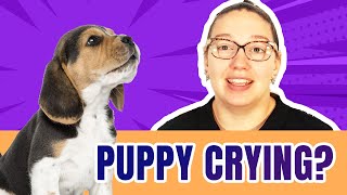 Puppy Whining and Crying: Night, Morning, and Alone