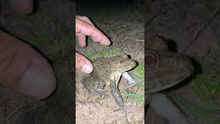 Download lagu Funny Frog Catching Fly wep wep l Funny Catching frog #shorts #usa #usashorts #shortsfeed #funny mp3 Download lagu Funny Frog Catching Fly wep wep l Funny Catching frog #shorts #usa #usashorts #shortsfeed #funny mp3