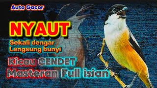Download lagu MASTERAN BURUNG CENDET KICAU GACOR Dor josjis Pancingan PIKAT Ampuh mp3