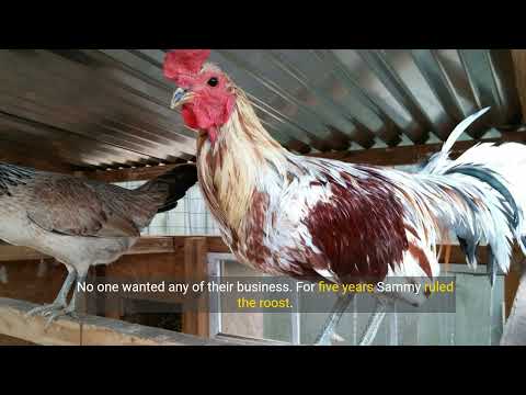 Gamefowl History: Legendary Witch Doctor bloodline