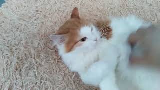 Кот после сна!