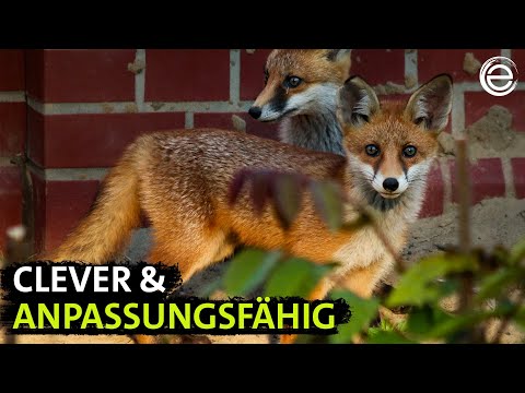 Stadt Land Fuchs ‒ Tierische Überlebenskünstler | Erlebnis Erde