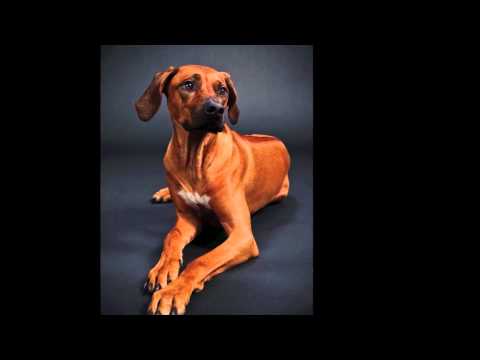 der-freundliche-fotograf.de - Sie und Ihr "tierischer" Freund