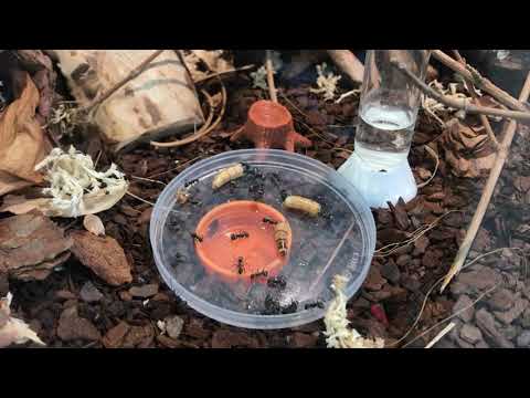 Isopods and cleanup crews