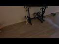 Dog In Time Out For Eating Cat S Food