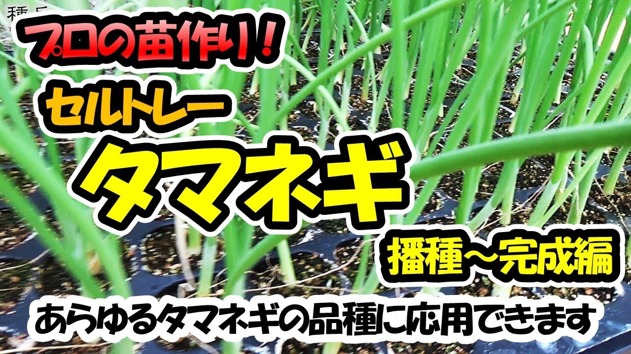 【育苗のプロが教える！】タマネギの苗作り｜セルトレー播種～苗完成編｜あらゆるタマネギの品種に応用できます