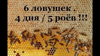 Как поймать рой в ловушку соседа