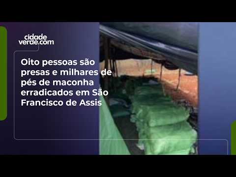 Oito pessoas são presas e milhares de pés de maconha erradicados em São Francisco de Assis