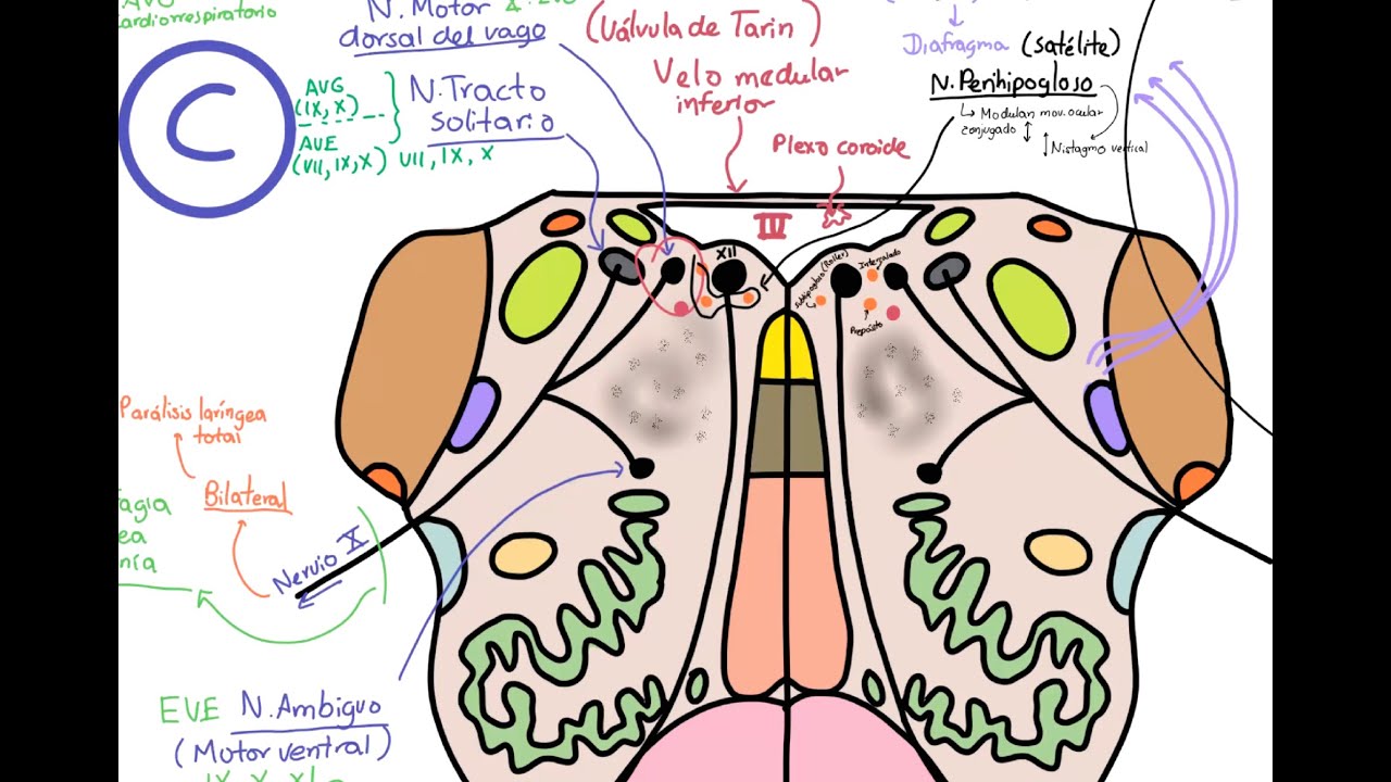 Neuroanatomía: Tronco encefálico. Configuración interna 1: Médula oblongada