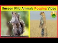 Wild Animals Pooping Compilation 4 Animals Pooping Facts