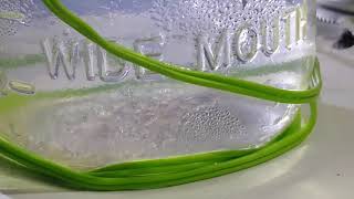 (gold) Hydrochloride Floating on water...