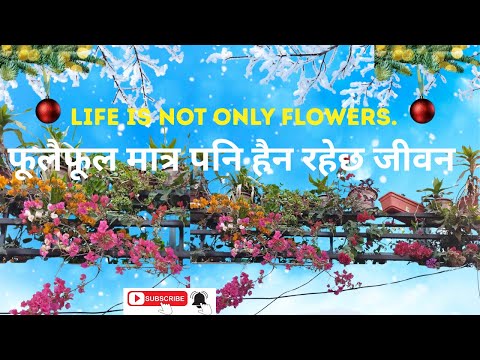 🔴लक्ष्मी म्यामको बगैंचा 😱Beautiful Flowers 🌸✨ | Pre-Christmas Celebration 🎄🎶 | Meeting Friends💖🤗
