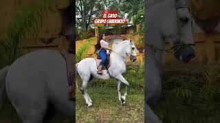 El Gato - Grupo Laberinto