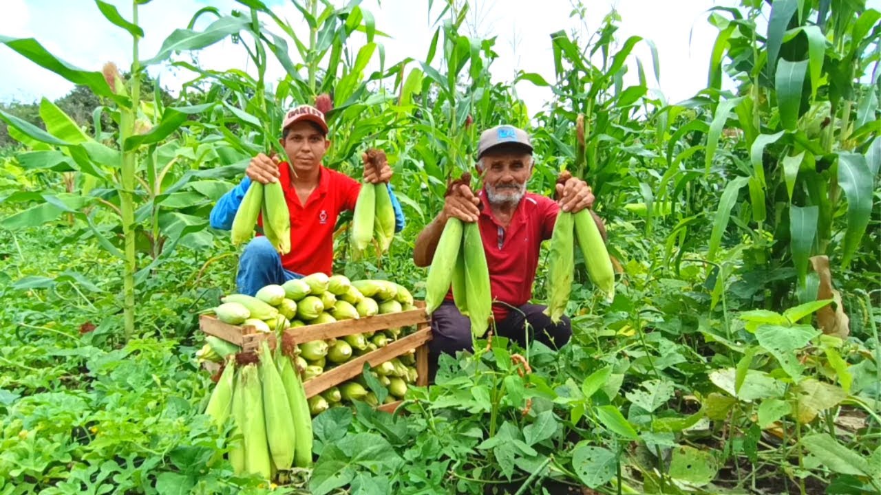 Colheita de Milho Incrível no Mini Sítio Vejam só Nossa Primeira Colheita