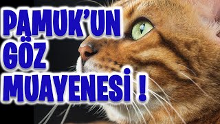 Pamuk'un Göz Ultrasonu Muayenesi 🐱 - Medzoa Veteriner Kliniği #vet #ca