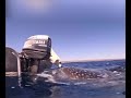 Dog Meets Whale Shark In The Ocean Animalsvideo