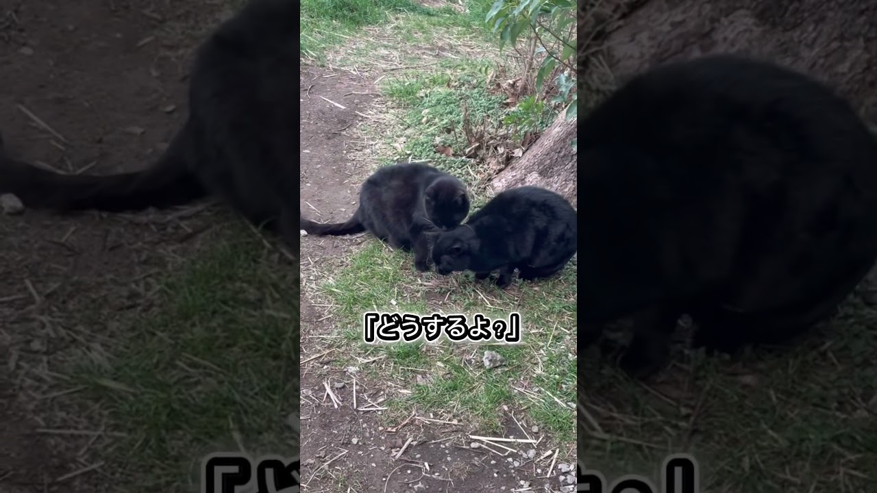 #shorts #黒猫 #野良猫 #地域猫 #保護猫