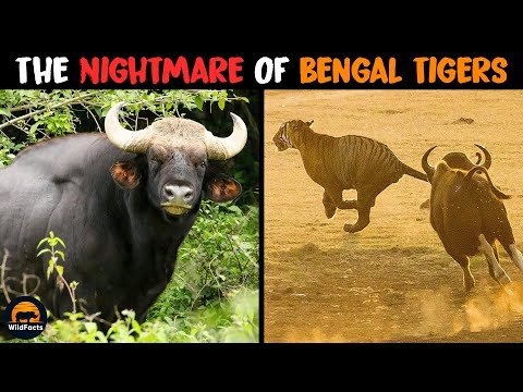 INDIAN GAUR - The Nightmare of Bengal Tigers