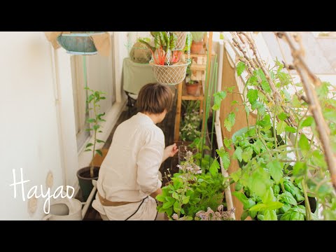 バルコニー野菜: 鉢植えや箱植えに最適な品種 庭の練習