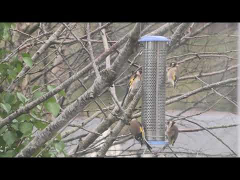 Goldfinches in January