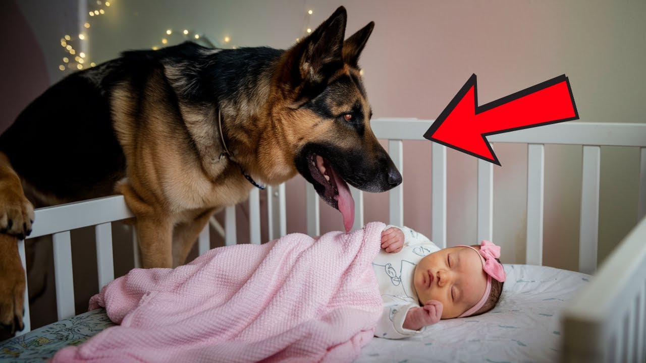 Pes vrčel na dítě každou noc. Když otec zjistil proč, byl zděšený.