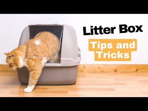 Litter Box Tips and Tricks