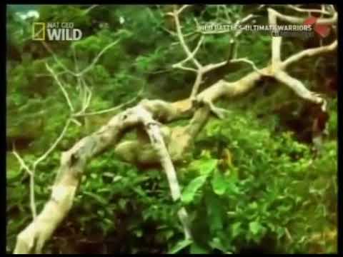 Harpy eagle snags a sloth for lunch