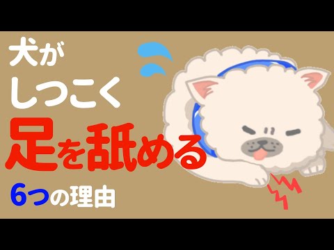 なぜ犬は足に抱かれるのを嫌がるのでしょうか?