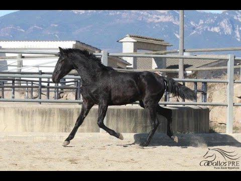 Pura Raza Española Junghengst - Rappe - 1,5 jährig - direkt vom Züchter