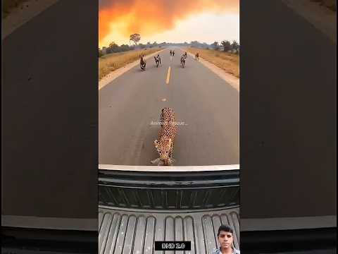 #aesthetic #funny #shorts