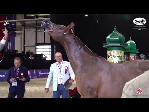 N 47 AL SHEILA   World Arabian Horse Championship 2022   PARIS   Senior Mares Section A Class 3A