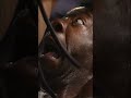 Booker T Got A Piece Of Rikishi On This Day In 2002 Short