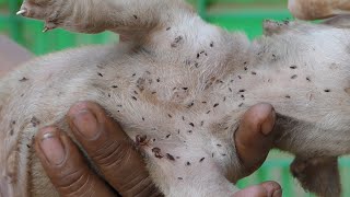 Help spray remove fleas from newborn puppy part5